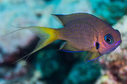 Image of Agile chromis