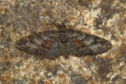 Image of Eupithecia cocciferata Millière 1864