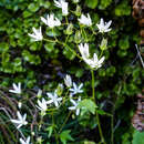 Image of Saxifraga rotundifolia subsp. rotundifolia