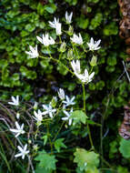 Image of Saxifraga rotundifolia subsp. rotundifolia