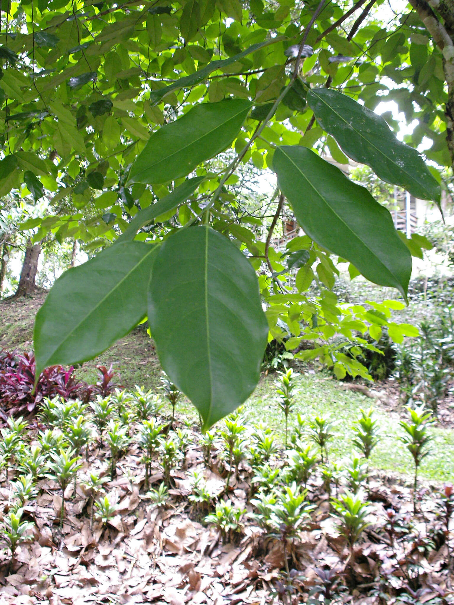 Image of Lepidobotryaceae