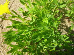 Image of Oxalis namaquana Sond.