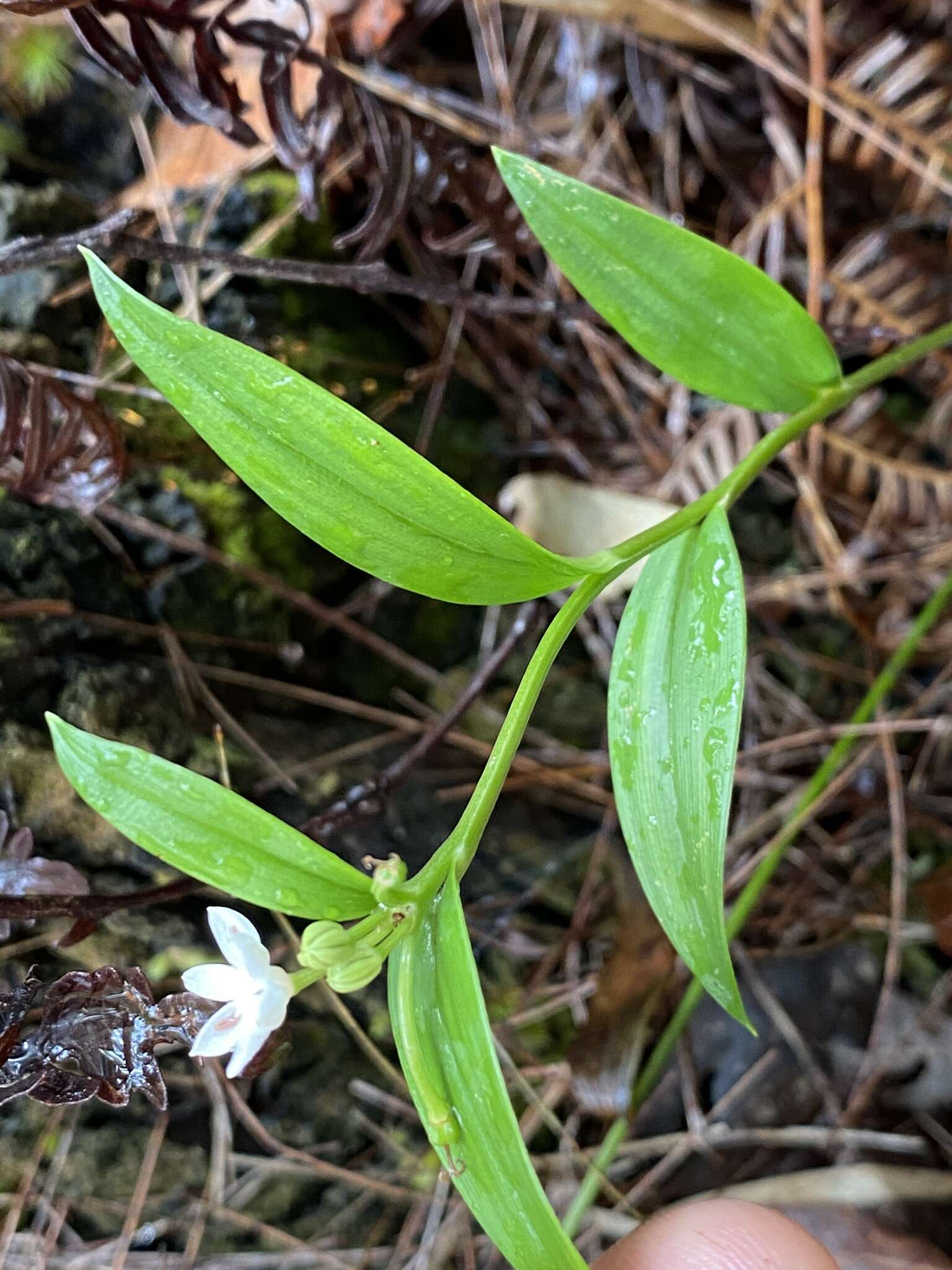 Image of Schelhammera multiflora R. Br.