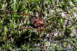 Image of Goniosoma capixaba Da Silva & Gnaspini 2010