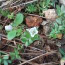 Image of Wahlenbergia procumbens (L. fil.) A. DC.