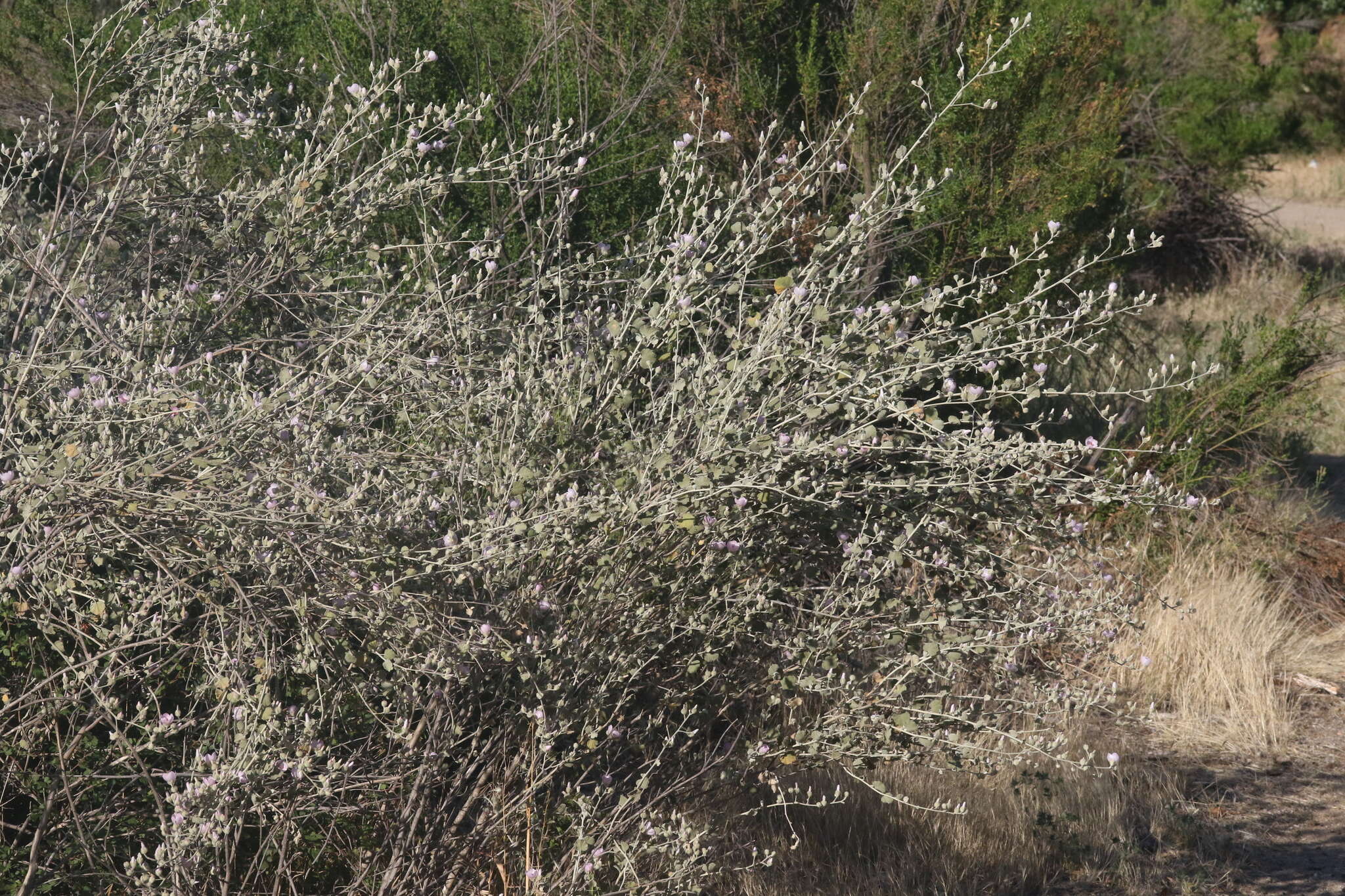 Imagem de Malacothamnus jonesii (Munz) Kearney