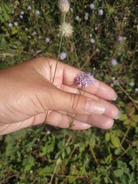 Image of Cephalaria transsylvanica (L.) Schrad. ex Roem. & Schult.