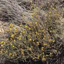 Image of Helichrysum italicum subsp. microphyllum (Willd.) Nym.