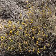 Слика од Helichrysum italicum subsp. microphyllum (Willd.) Nym.