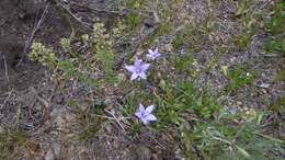 Image of Parry's bellflower