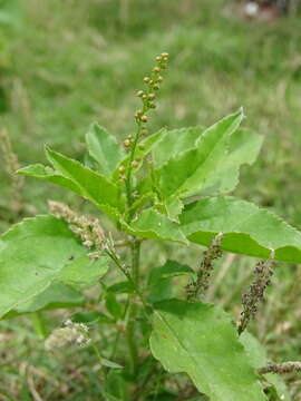 Слика од Croton bonplandianus Baill.