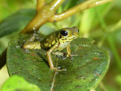 Image of Oophaga vicentei (Jungfer, Weygoldt & Juraske 1996)