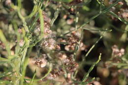 Image of Baccharis articulata (Lam.) Pers.