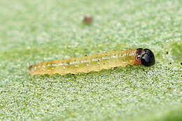 Ostrinia palustralis Hübner 1796 resmi