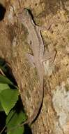 Image of Anolis bicaorum (Köhler 1996)