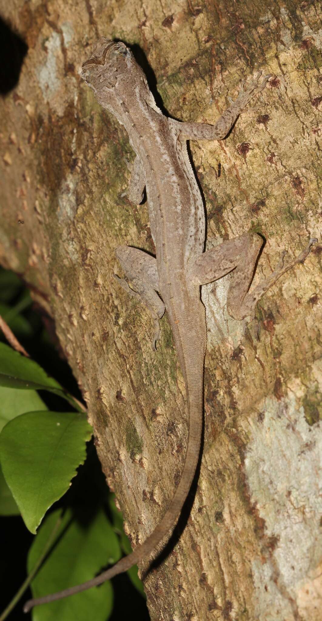 Image of Anolis bicaorum (Köhler 1996)