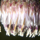 صورة Cirsium velatum (S. Wats.) Petr.