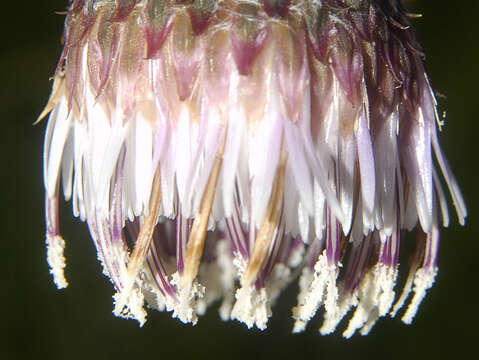 Plancia ëd Cirsium velatum (S. Wats.) Petr.