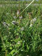 Image of Mentha suaveolens subsp. suaveolens