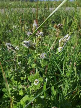 Image of Mentha suaveolens subsp. suaveolens