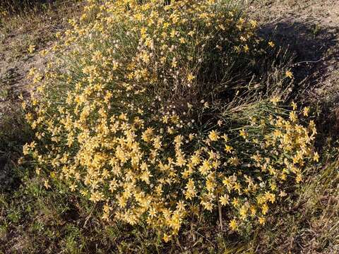 Image of Genista umbellata (L'Her.) Poir.