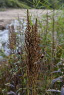 Image de Astilbe rubra Hook. & Thomson