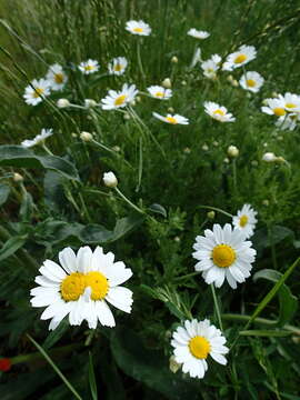 Anthemis ruthenica M. Bieb.的圖片