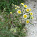 Image of manzanilla horseweed