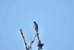 Image of Red-billed Parrot