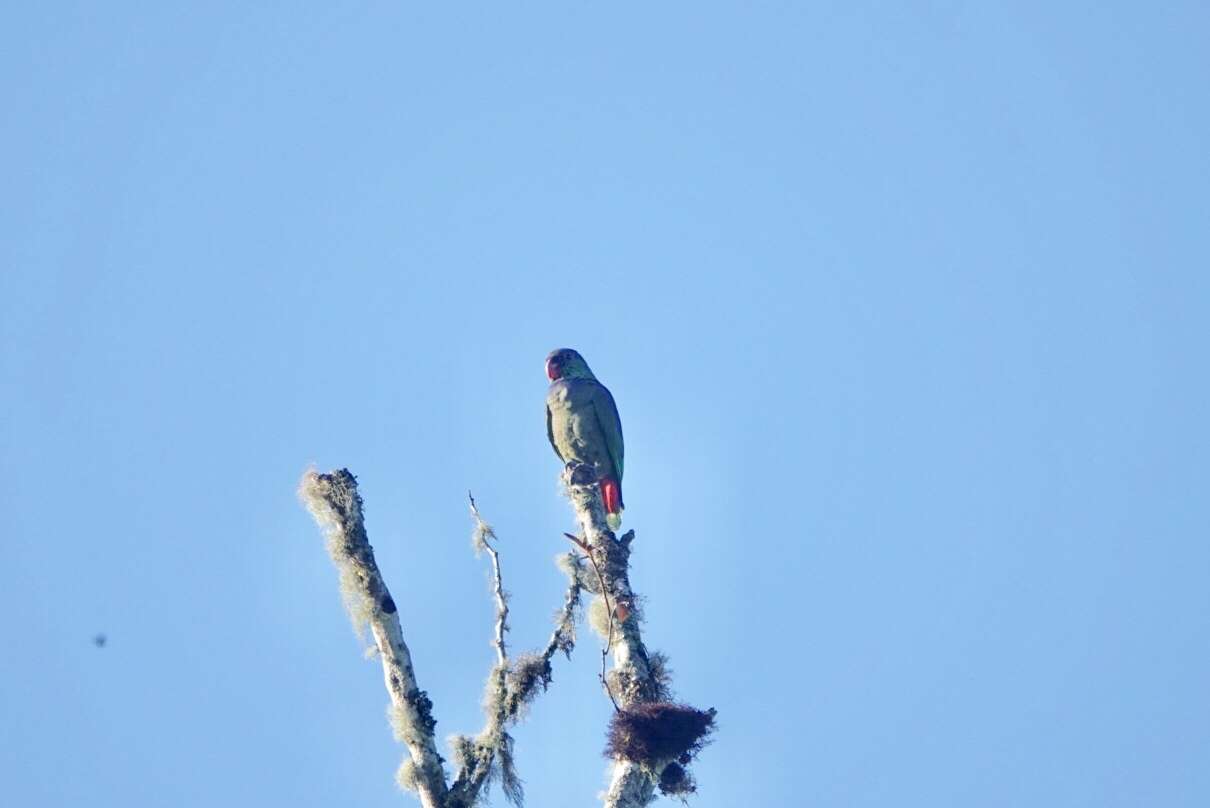 Image of Red-billed Parrot