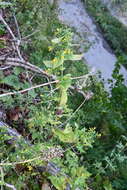 Image of Crepidiastrum denticulatum (Houtt.) J. H. Pak & Kawano