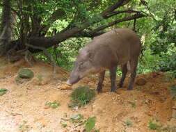 Imagem de Sus scrofa moupinensis Milne-Edwards 1871