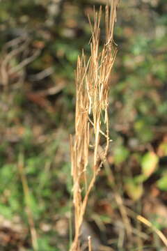 Image of Arabis sagittata (Bertol.) DC.