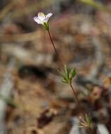 Image of northern linanthus