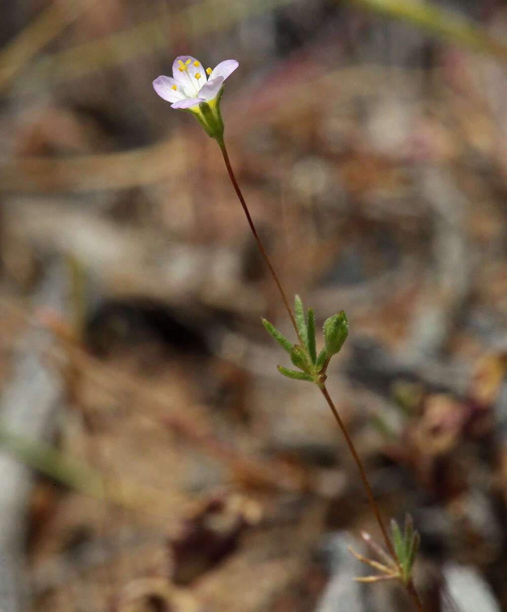 Image of northern linanthus