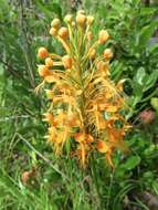 Image of Yellow fringed orchid