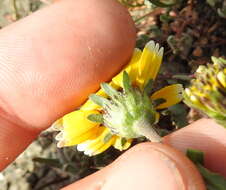 Слика од Layia chrysanthemoides (DC.) A. Gray