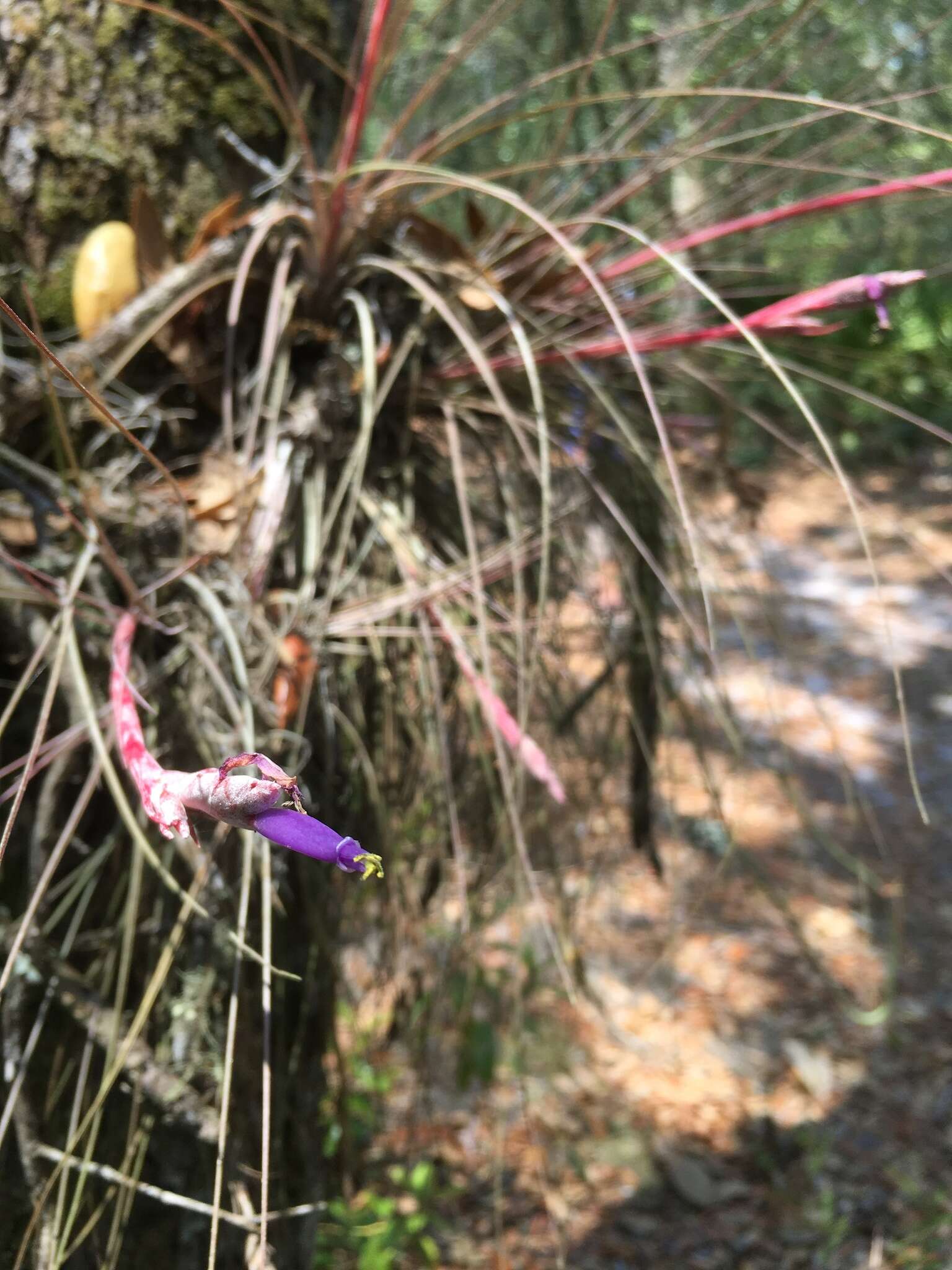 Tillandsia bartramii Elliott的圖片