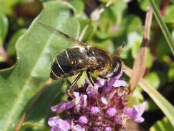 Слика од Eristalis rupium Fabricius 1805