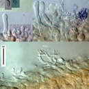 Image of Panellus minimus (Jungh.) P. R. Johnst. & Moncalvo 2006