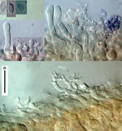 Plancia ëd Panellus minimus (Jungh.) P. R. Johnst. & Moncalvo 2006