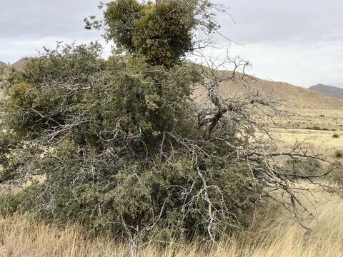 Image of Cory's mistletoe