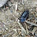 Image of Armadillidium maculatum Risso 1816