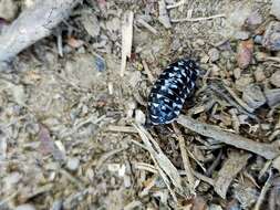 Image of Armadillidium maculatum Risso 1816