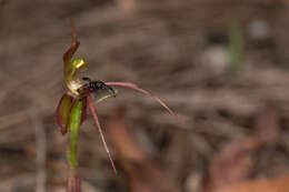 Image of Chiloglottis anaticeps D. L. Jones