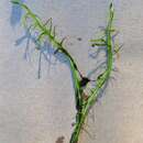 Plancia ëd Howellia aquatilis A. Gray