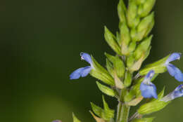 Image of lindenleaf sage