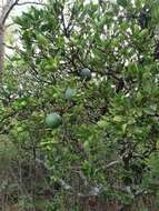 Image of Spiny-leaved monkey-orange