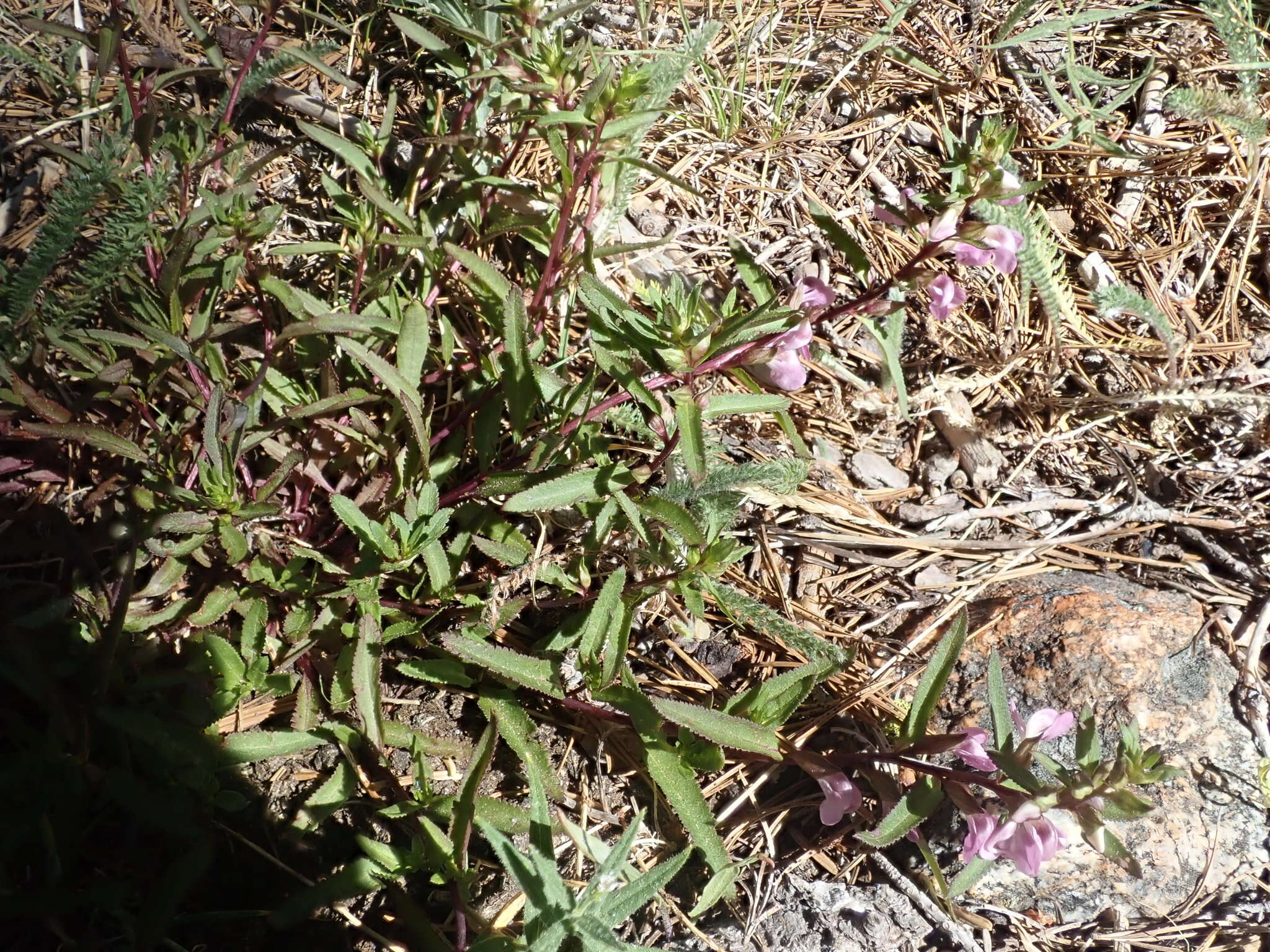 Image of sickletop lousewort