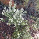 Sivun Phylica paniculata Willd. kuva